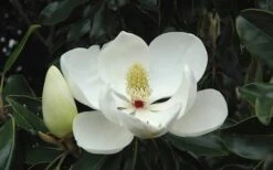 Little Gem Dwarf Southern Magnolia - 5 Gallon Pot -Flora Bloom Shop Magnolia Little Gem Bloom 2 1