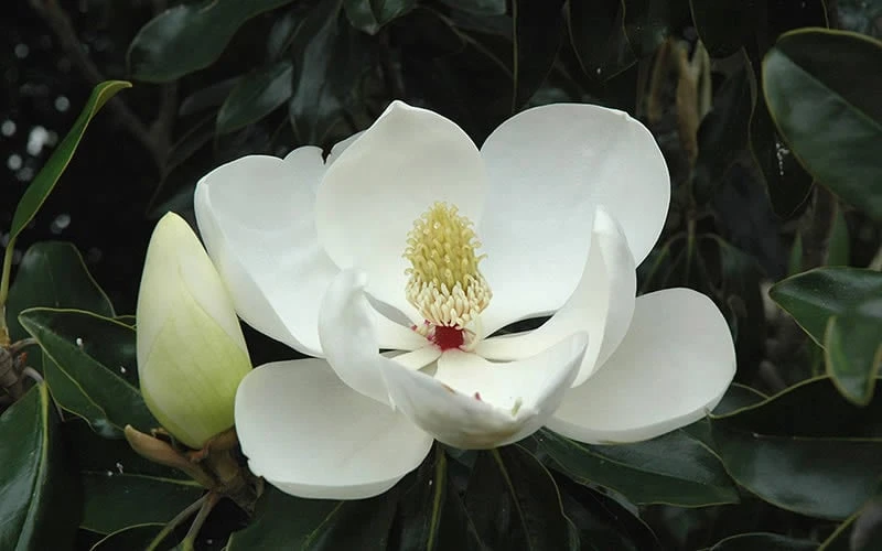Little Gem Dwarf Southern Magnolia - 3 Gallon Pot (1.5-2.5') 9 Little Gem Dwarf Southern Magnolia - 3 Gallon Pot (1.5-2.5') - Image 9
