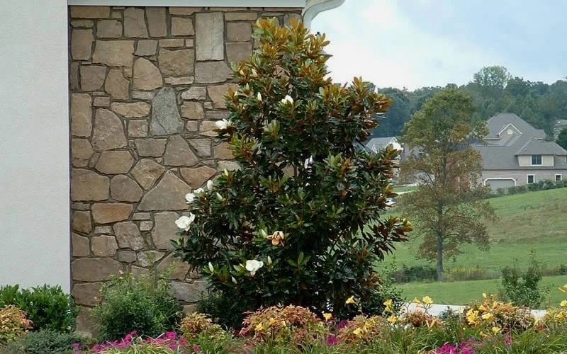 Little Gem Dwarf Southern Magnolia - 3 Gallon Pot (1.5-2.5') 7 Little Gem Dwarf Southern Magnolia - 3 Gallon Pot (1.5-2.5') - Image 7