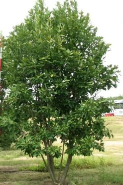 Moonglow Sweetbay Magnolia Tree (Magnolia Virginiana 'Jim Wilson') - 7 Gallon Pot (4-5') 10 Moonglow Sweetbay Magnolia Tree (Magnolia Virginiana 'Jim Wilson') - 7 Gallon Pot (4-5') -Flora Bloom Shop Magnolia Moonglow Sweetbay 6