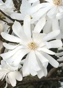 Royal Star Magnolia - 2 Gallon Pot -Flora Bloom Shop Magnolia Royal Star 10 1