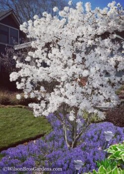 Royal Star Magnolia - 2 Gallon Pot -Flora Bloom Shop Magnolia Royal Star 12 1