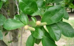 Waterlily Star Magnolia Tree - 3 Gallon Pot -Flora Bloom Shop Magnolia Star Waterlily 2