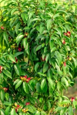 Stellar Ruby Magnolia X Figo - Banana Shrub Hybrid - 2 Gallon Pot 9 Stellar Ruby Magnolia X Figo - Banana Shrub Hybrid - 2 Gallon Pot -Flora Bloom Shop Magnolia Stellar Ruby 4