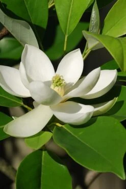 Sweetbay Magnolia (Single Trunk Tree Form) - 7 Gallon Pot (5-6') 15 Sweetbay Magnolia (Single Trunk Tree Form) - 7 Gallon Pot (5-6') -Flora Bloom Shop Magnolia Sweet Bay 10