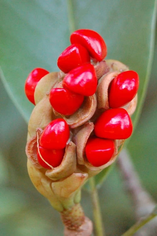 Southern Sweetbay Swamp Magnolia (M.v.australis) - 5 Gallon Pot 6 Southern Sweetbay Swamp Magnolia (M.v.australis) - 5 Gallon Pot - Image 6