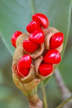 Sweetbay Magnolia (Single Trunk Tree Form) - 7 Gallon Pot (5-6') 12 Sweetbay Magnolia (Single Trunk Tree Form) - 7 Gallon Pot (5-6') -Flora Bloom Shop Magnolia Sweet Bay 14