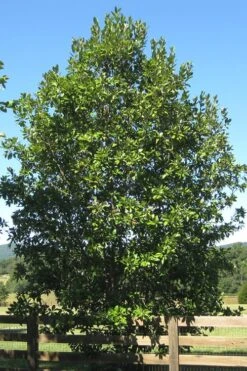 Sweetbay Magnolia (Single Trunk Tree Form) - 7 Gallon Pot (5-6') 13 Sweetbay Magnolia (Single Trunk Tree Form) - 7 Gallon Pot (5-6') -Flora Bloom Shop Magnolia Sweet Bay 17