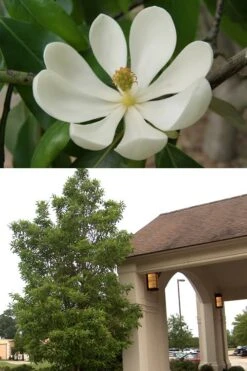Sweetbay Magnolia (Single Trunk Tree Form) - 7 Gallon Pot (5-6') 14 Sweetbay Magnolia (Single Trunk Tree Form) - 7 Gallon Pot (5-6') -Flora Bloom Shop Magnolia Sweetbay 2 500x750 1