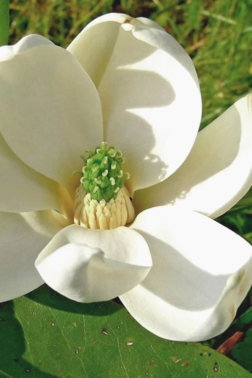 Moonglow Sweetbay Magnolia Tree (Magnolia Virginiana 'Jim Wilson') - 7 Gallon Pot (4-5') 1 Moonglow Sweetbay Magnolia Tree (Magnolia Virginiana 'Jim Wilson') - 7 Gallon Pot (4-5')