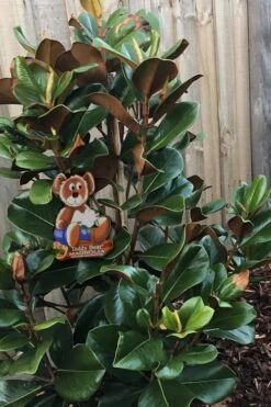 Teddy Bear Dwarf Southern Magnolia - 7 Gallon Pot (3-4') 11 Teddy Bear Dwarf Southern Magnolia - 7 Gallon Pot (3-4') -Flora Bloom Shop Magnolia Teddy Bear 4