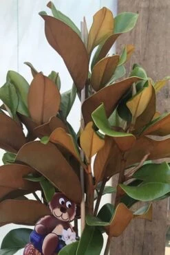 Teddy Bear Dwarf Southern Magnolia - 7 Gallon Pot (3-4') 12 Teddy Bear Dwarf Southern Magnolia - 7 Gallon Pot (3-4') -Flora Bloom Shop Magnolia Teddy Bear 6