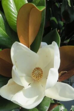 Teddy Bear Dwarf Southern Magnolia - 7 Gallon Pot (3-4') 14 Teddy Bear Dwarf Southern Magnolia - 7 Gallon Pot (3-4') -Flora Bloom Shop Magnolia Teddy Bear 7