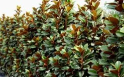 Teddy Bear Dwarf Southern Magnolia - 7 Gallon Pot (3-4') 15 Teddy Bear Dwarf Southern Magnolia - 7 Gallon Pot (3-4') -Flora Bloom Shop Magnolia Teddy Bear 8