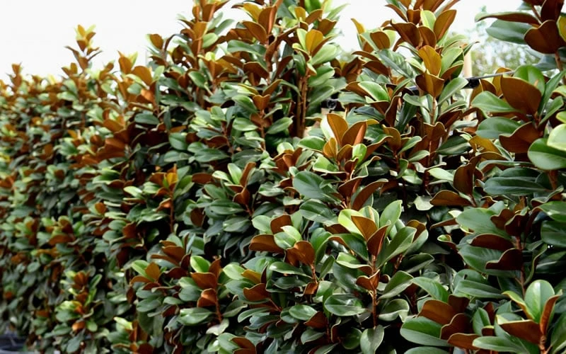 Teddy Bear Dwarf Southern Magnolia - 7 Gallon Pot (3-4') 8 Teddy Bear Dwarf Southern Magnolia - 7 Gallon Pot (3-4') - Image 8