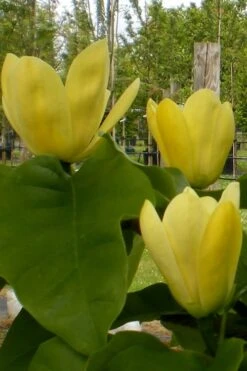 Yellow Bird Magnolia Tulip Tree - 3 Gallon Pot -Flora Bloom Shop Magnolia Yellow Bird 10
