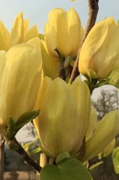 Yellow Bird Magnolia Tulip Tree - 1 Gallon Pot -Flora Bloom Shop Magnolia Yellow Bird 14 1