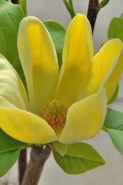 Yellow Bird Magnolia Tulip Tree - 1 Gallon Pot -Flora Bloom Shop Magnolia Yellow Bird 16 1