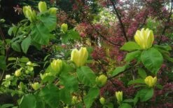 Yellow Bird Magnolia Tulip Tree - 1 Gallon Pot -Flora Bloom Shop Magnolia Yellow Bird 18 1