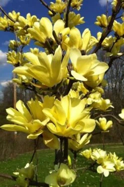 Yellow Bird Magnolia Tulip Tree - 3 Gallon Pot -Flora Bloom Shop Magnolia Yellow Bird 32