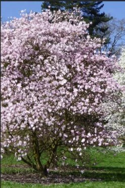 Centennial Blush Star Magnolia - 3 Gallon Pot 9 Centennial Blush Star Magnolia - 3 Gallon Pot -Flora Bloom Shop Magnolia stellata centennial blush 2