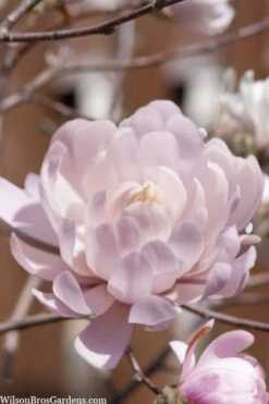 Centennial Blush Star Magnolia - 3 Gallon Pot 11 Centennial Blush Star Magnolia - 3 Gallon Pot -Flora Bloom Shop Magnolia stellata centennial blush 3