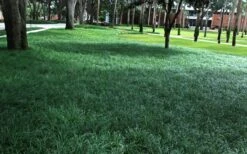 Tall Mondo Grass - 6 Pack Of Pint Pots -Flora Bloom Shop Mondo Grass 21 1