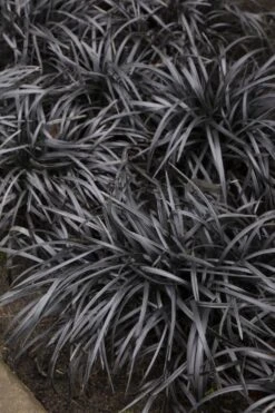 Black Mondo Grass - Ophiopogon Planiscapus 'Nigrescens' - 1 Gallon Pot