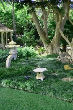 Tall Mondo Grass - 6 Pack Of Pint Pots -Flora Bloom Shop Mondo Grass Black 25 1