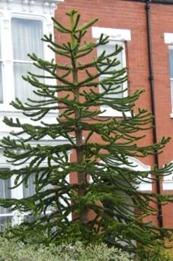 Monkey Puzzle Tree - Araucaria Auracana - 3 Gallon Pot -Flora Bloom Shop Monkey Puzzle Tree 3