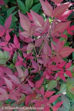 Flirt Dwarf Nandina - 6 Pack Of 1 Gallon Pots 9 Flirt Dwarf Nandina - 6 Pack Of 1 Gallon Pots -Flora Bloom Shop Nandina Flirt 11