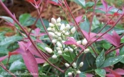 Flirt Dwarf Nandina - 6 Pack Of 1 Gallon Pots 10 Flirt Dwarf Nandina - 6 Pack Of 1 Gallon Pots -Flora Bloom Shop Nandina Flirt 12