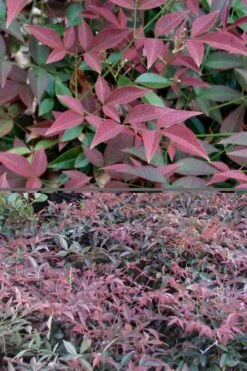 Flirt Dwarf Nandina - 6 Pack Of 1 Gallon Pots 11 Flirt Dwarf Nandina - 6 Pack Of 1 Gallon Pots -Flora Bloom Shop Nandina Flirt 500x750 1