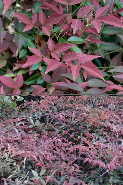 Flirt Dwarf Nandina - 6 Pack Of 1 Gallon Pots 6 Flirt Dwarf Nandina - 6 Pack Of 1 Gallon Pots - Image 6