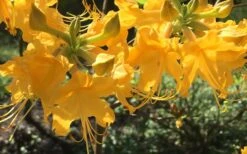 Admiral Semmes Native Azalea - Rhododendron - 3 Gallon Pot 15 Admiral Semmes Native Azalea - Rhododendron - 3 Gallon Pot -Flora Bloom Shop Native Azalea Admiral Semmes 12