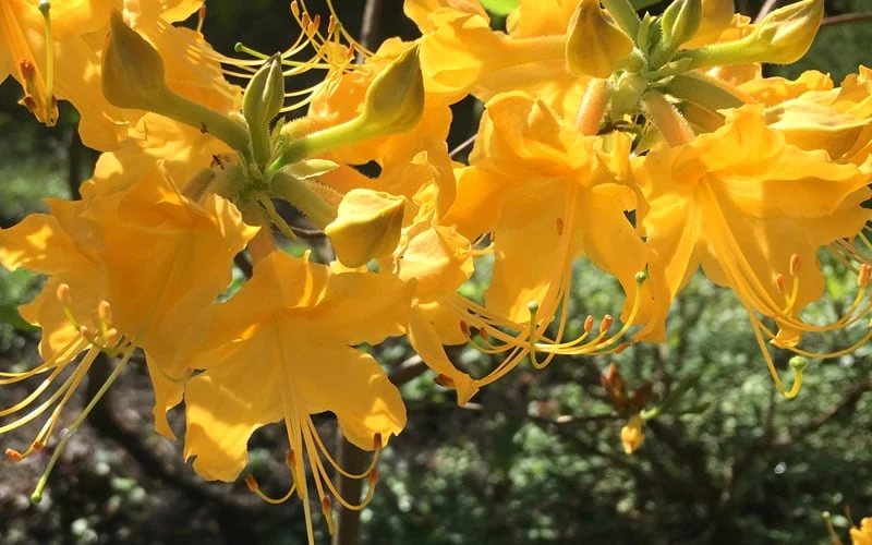 Admiral Semmes Native Azalea - Rhododendron - 3 Gallon Pot 7 Admiral Semmes Native Azalea - Rhododendron - 3 Gallon Pot - Image 7