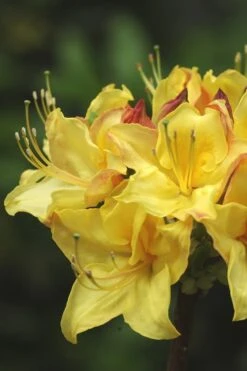 Canary Isles Aromi Azalea (Rhododendron Hybrid) - 3 Gallon Pot -Flora Bloom Shop Native Azalea Canary Isles 4