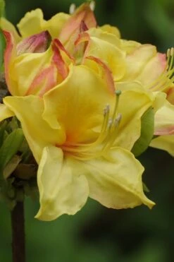 Canary Isles Aromi Azalea (Rhododendron Hybrid) - 3 Gallon Pot -Flora Bloom Shop Native Azalea Canary Isles 5