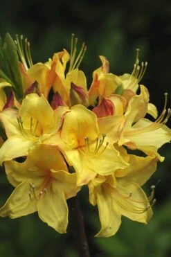 Canary Isles Aromi Azalea (Rhododendron Hybrid) - 3 Gallon Pot -Flora Bloom Shop Native Azalea Canary Isles 7