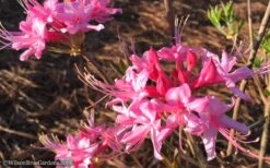 Candy Striper Native Azalea - Rhododendron Canescens - 3 Gallon Pot -Flora Bloom Shop Native Azalea Candy Striper 1