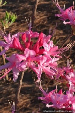 Candy Striper Native Azalea - Rhododendron Canescens - 3 Gallon Pot -Flora Bloom Shop Native Azalea Candy Striper 2