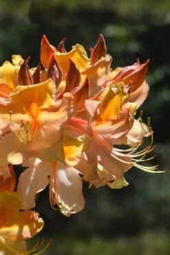 Dancing Rabbit Aromi Azalea (Rhododendron Hybrid) - 3 Gallon Pot 7 Dancing Rabbit Aromi Azalea (Rhododendron Hybrid) - 3 Gallon Pot -Flora Bloom Shop Native Azalea Dancing Rabbit 2