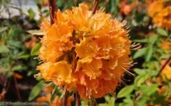 Dons Variegated Native Azalea - Rhododendron - 3 Gallon Pot 9 Dons Variegated Native Azalea - Rhododendron - 3 Gallon Pot -Flora Bloom Shop Native Azalea Dons Variegated 10