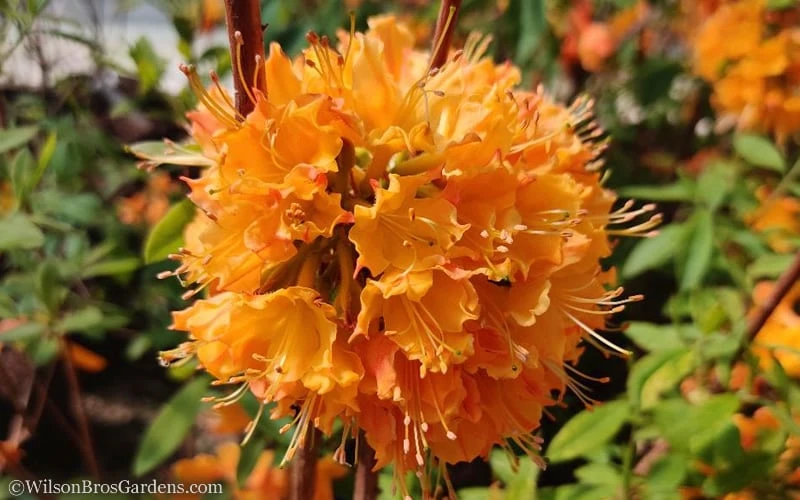 Dons Variegated Native Azalea - Rhododendron - 3 Gallon Pot 5 Dons Variegated Native Azalea - Rhododendron - 3 Gallon Pot - Image 5