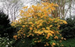 Escatawpa Florida Flame Native Azalea (Rhododendron Austrinum) - 3 Gallon Pot -Flora Bloom Shop Native Azalea Escatawpa 4