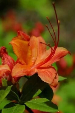 Flame Azalea (Rhododendron Calendulaceum) - 3 Gallon Pot -Flora Bloom Shop Native Azalea Flame 1
