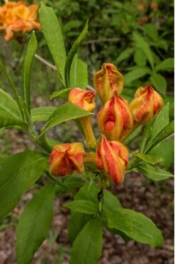 Flame Azalea (Rhododendron Calendulaceum) - 3 Gallon Pot -Flora Bloom Shop Native Azalea Flame 14