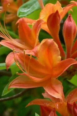Flame Azalea (Rhododendron Calendulaceum) - 3 Gallon Pot -Flora Bloom Shop Native Azalea Flame 4