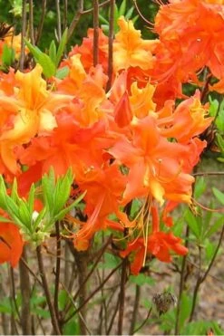 Frontier Gold Aromi Azalea (Rhododendron Hybrid) - 1 Gallon Pot -Flora Bloom Shop Native Azalea Frontier Gold 2
