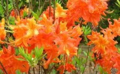 Frontier Gold Aromi Azalea (Rhododendron Hybrid) - 1 Gallon Pot -Flora Bloom Shop Native Azalea Frontier Gold 4